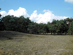 Das Naturschutzgebiet Schwanheimer Düne